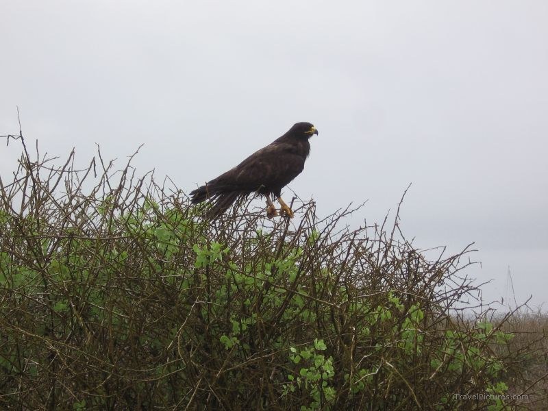 hawk Galapagos bird
